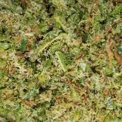 Alien Kush — fleur de CBD hydroponique — vue 2 sur 3