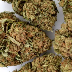 Pineapple Express — fleur de CBD indoor — vue 4 sur 8