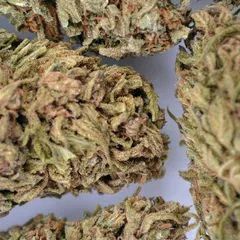 Ganesh — fleur de CBD outdoor — vue 3 sur 4